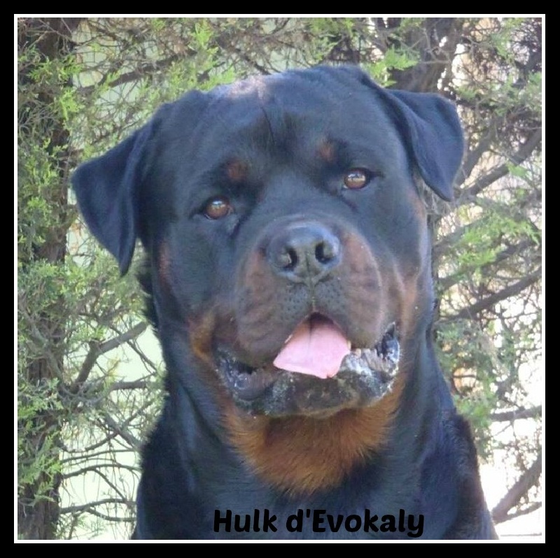 Hulk d'Evokaly