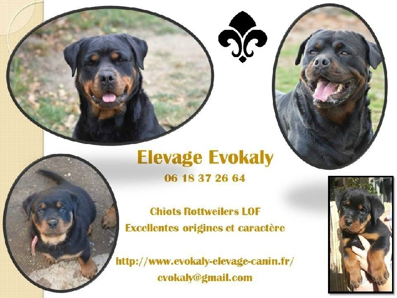 d'Evokaly - Chiot disponible  - Rottweiler