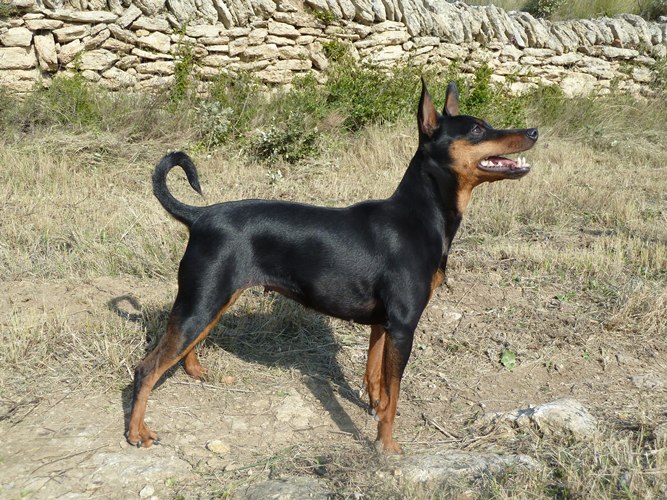 Cirka D'Obreika