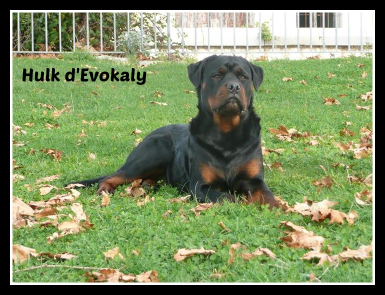 Hulk d'Evokaly