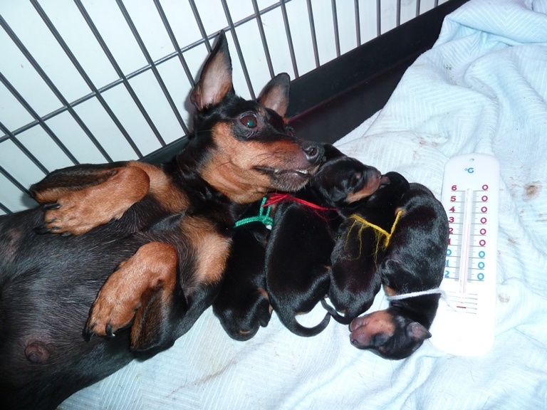 d'Evokaly - Pinscher nain - Portée née le 14/06/2013