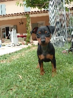 CHIOT