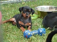 CHIOT