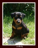 CHIOT