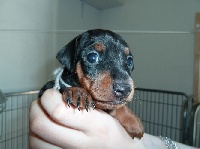 CHIOT