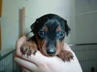 CHIOT
