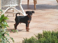 CHIOT