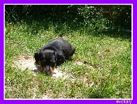 CHIOT