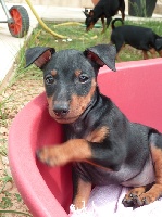 CHIOT