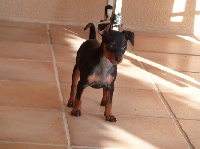 CHIOT