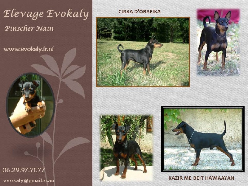 d'Evokaly - Pinscher nain - Portée née le 20/04/2012